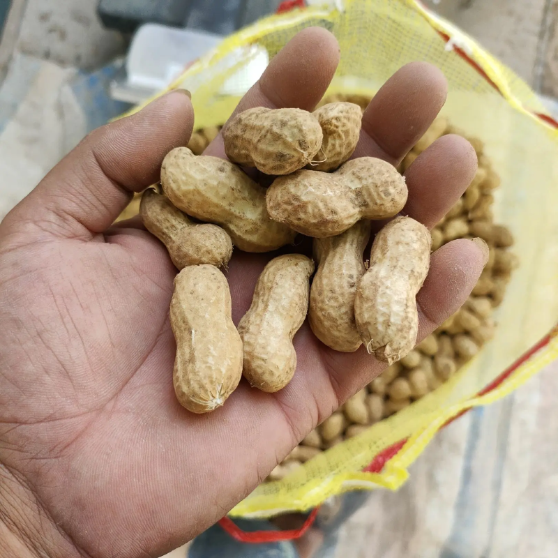 河南，开封通许精品鲜花生白沙花生大量上市牛商