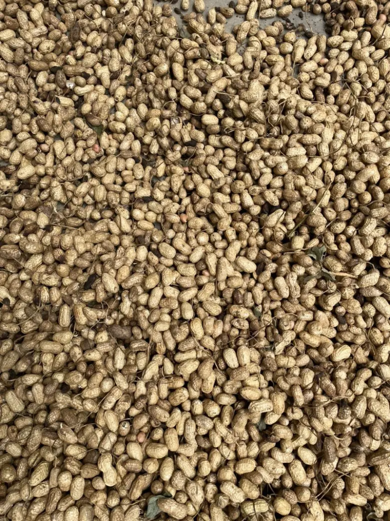 河南，开封通许精品鲜花生白沙花生大量上市牛商