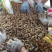 河南，开封通许精品鲜花生白沙花生大量上市牛商