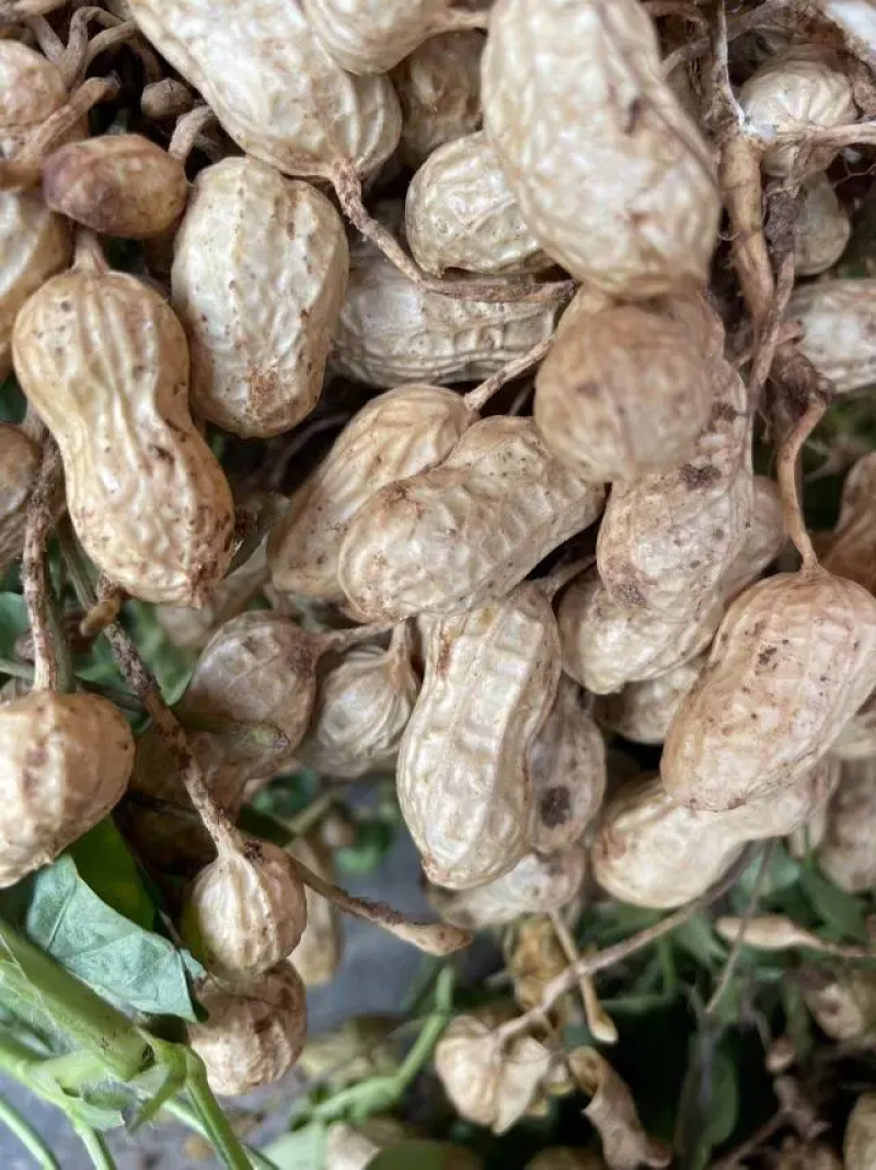 河南，开封通许精品鲜花生白沙花生大量上市牛商