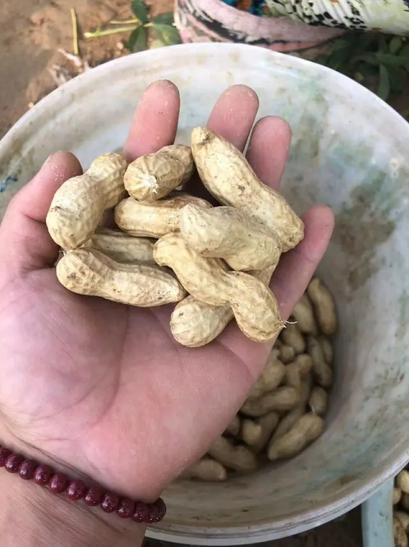 河南，开封通许精品鲜花生白沙花生大量上市牛商