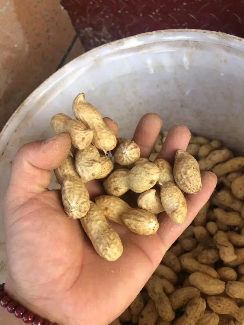 河南，开封通许精品鲜花生白沙花生大量上市牛商