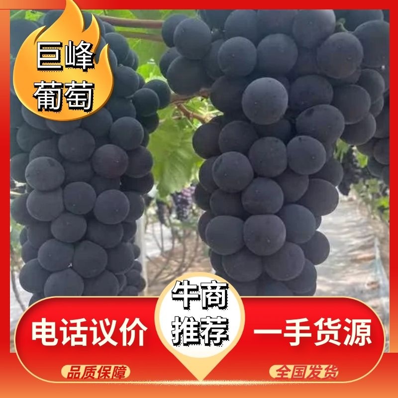 辽南大棚巨峰葡萄大量上市一手货源，欢迎各位老板前来采购