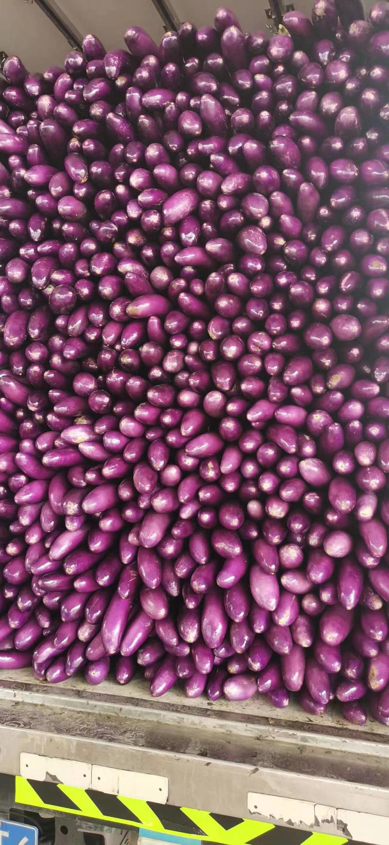 【精品上市】紫长茄价格优质量好代收代发代购欢迎咨询
