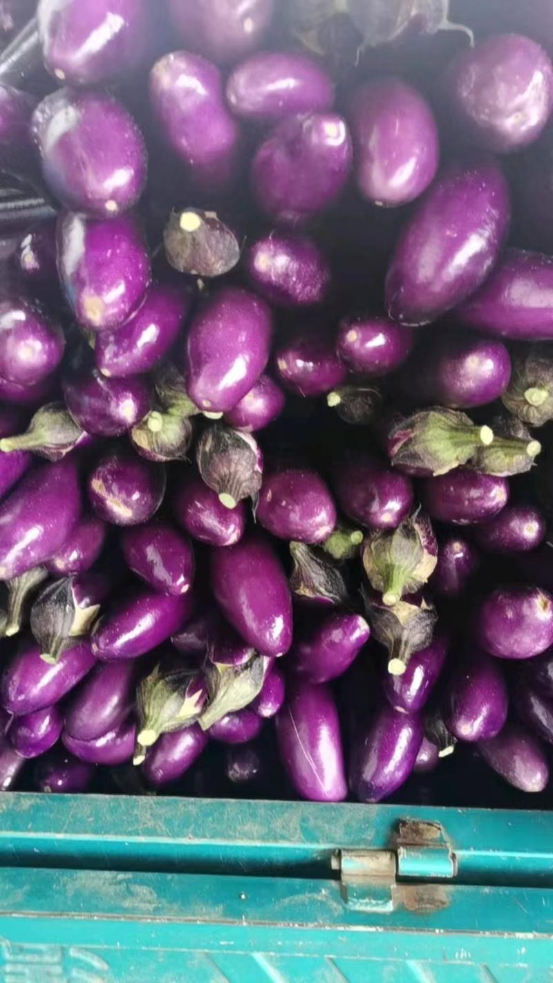 【精品上市】紫长茄价格优质量好代收代发代购欢迎咨询