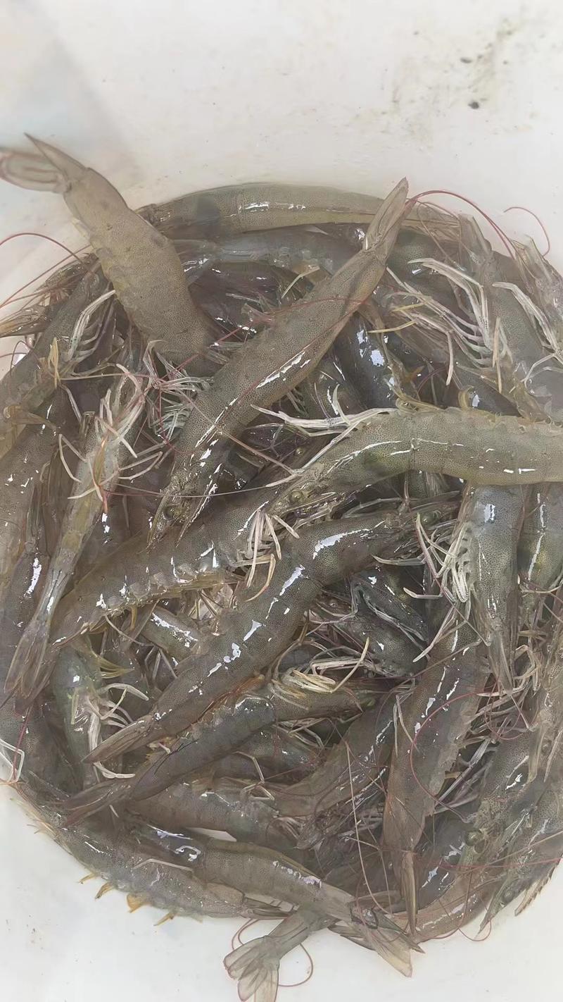 广东台山广海镇大量供应南美白对虾，生态养殖
