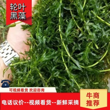 优质精选江苏轮叶黑藻价格优惠品质保障欢迎订购