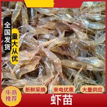 江苏溧阳青虾苗，河虾苗太湖二号品种，价格，品质