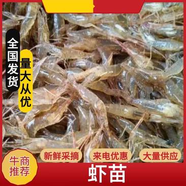 江苏溧阳青虾苗，河虾苗太湖二号品种，价格优惠，品质保障