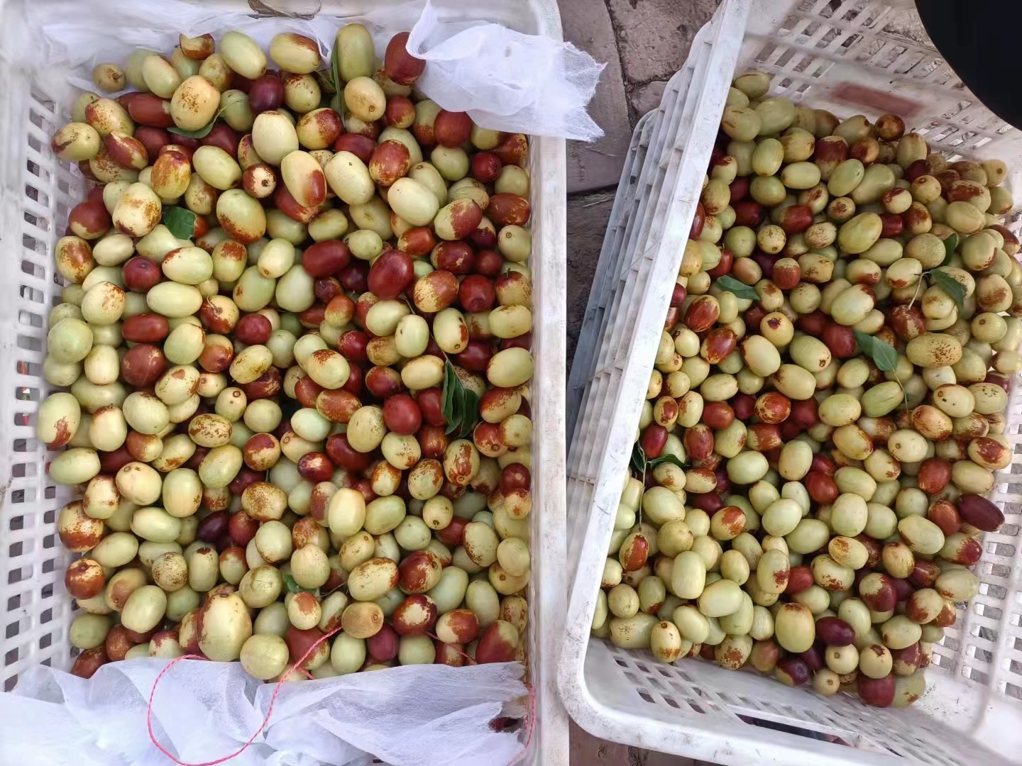 马齿苋与鲜枣的食材图