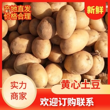 陕北纯沙地黄心希森6号土豆，基地大量上市想储存的老板联系