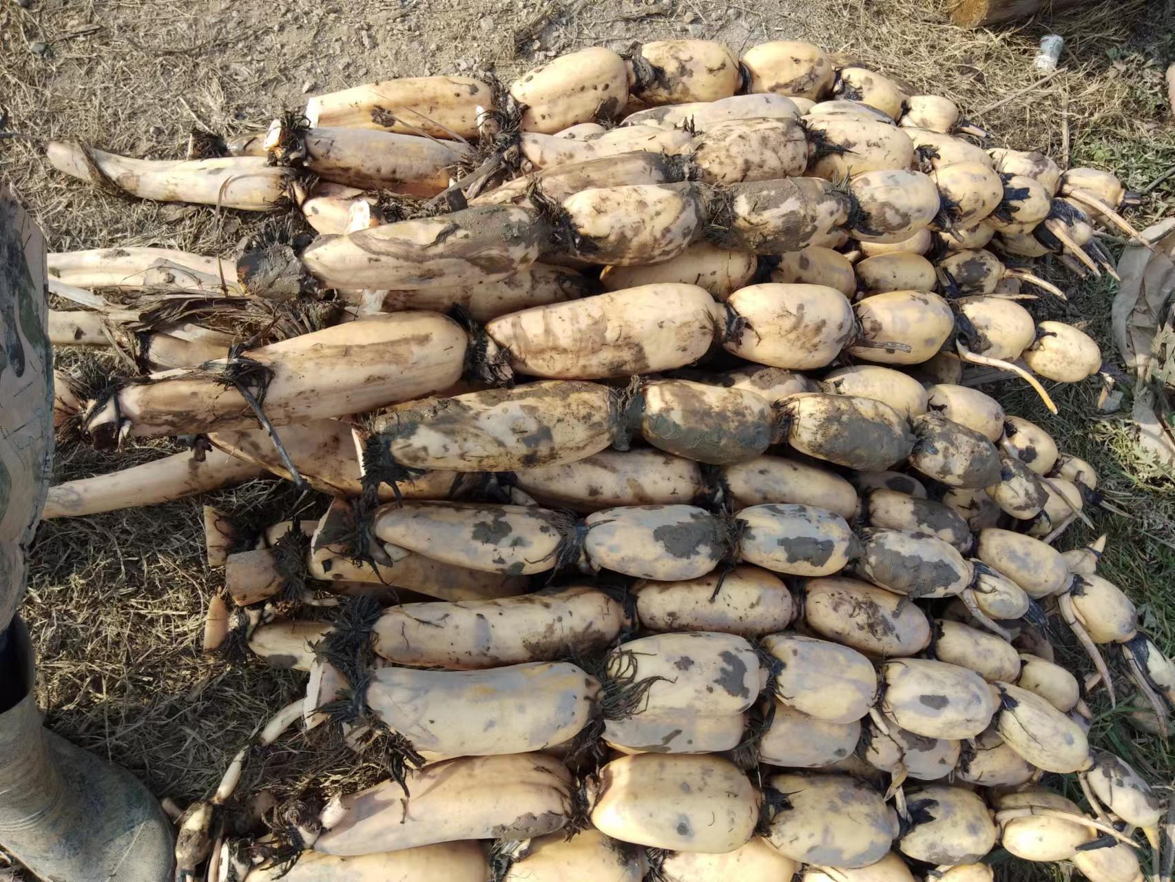 莲藕清洗分拣车间