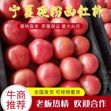 硬粉西红柿，宁夏西红柿，产地直发质量好，价格优电联采购