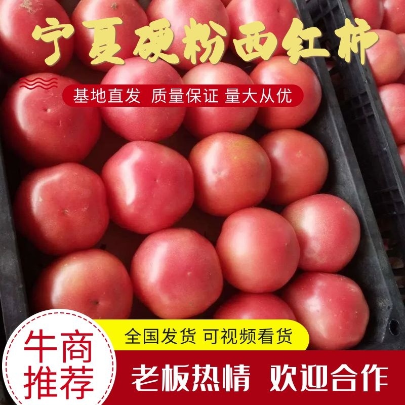 硬粉西红柿，宁夏西红柿，产地直发质量好，价格优电联采购