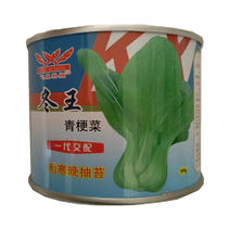 冬王青梗菜种子耐寒晚抽苔油菜种子上海青种子100克