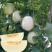 颜如玉甜瓜种子果实圆形皮色微透黄亮