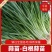 [首单补贴]精品白根蒜苗江苏蒜苗品质好欢迎来电采购