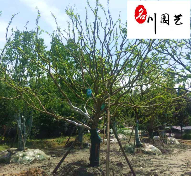 四川基地批发丛生乌桕单杆乌桕规格齐全园林绿化工程苗