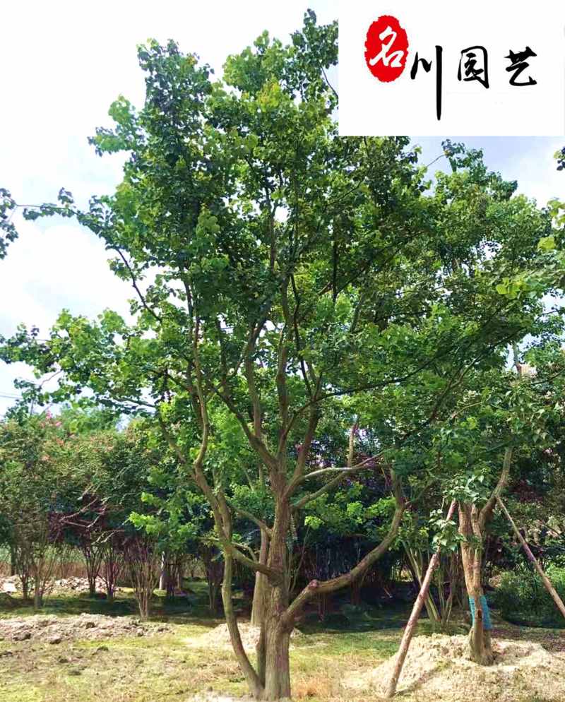 四川基地批发丛生乌桕单杆乌桕规格齐全园林绿化工程苗