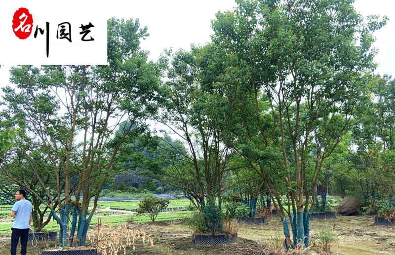 四川基地批发丛生乌桕单杆乌桕规格齐全园林绿化工程苗
