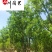 四川基地批发丛生乌桕单杆乌桕规格齐全园林绿化工程苗
