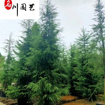 低价处理雪松树宝塔松圣诞树四季常绿成都松树批发