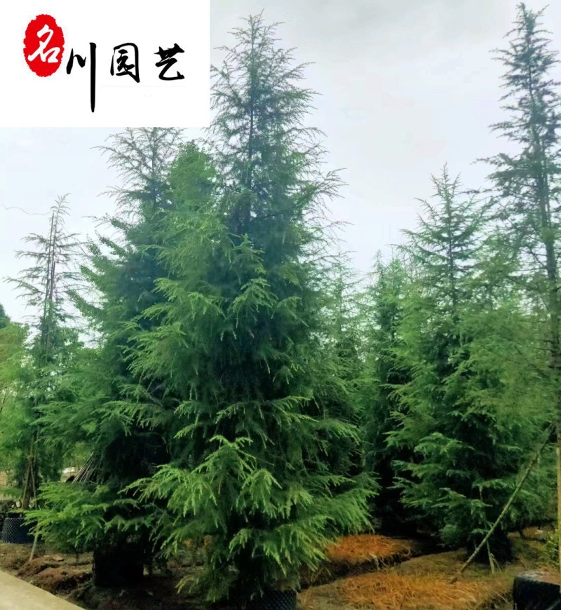 低价处理雪松树宝塔松圣诞树四季常绿成都松树批发