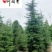 低价处理雪松树宝塔松圣诞树四季常绿成都松树批发