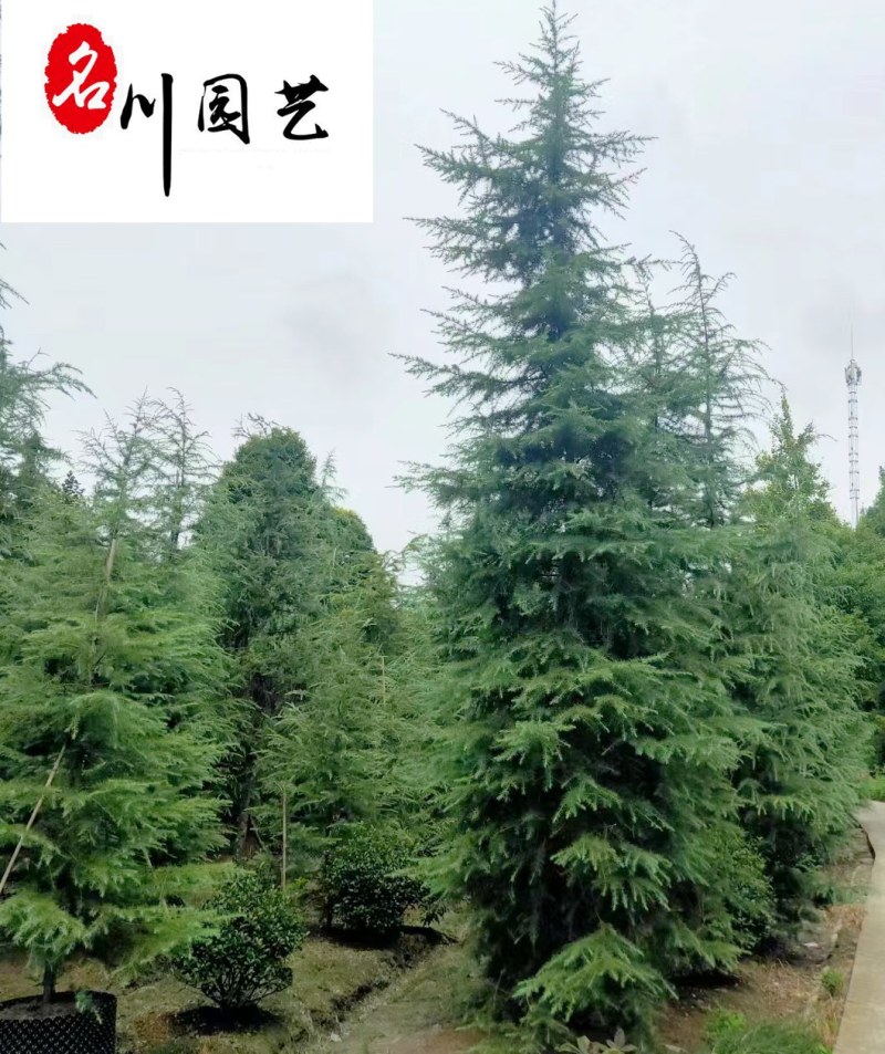 低价处理雪松树宝塔松圣诞树四季常绿成都松树批发