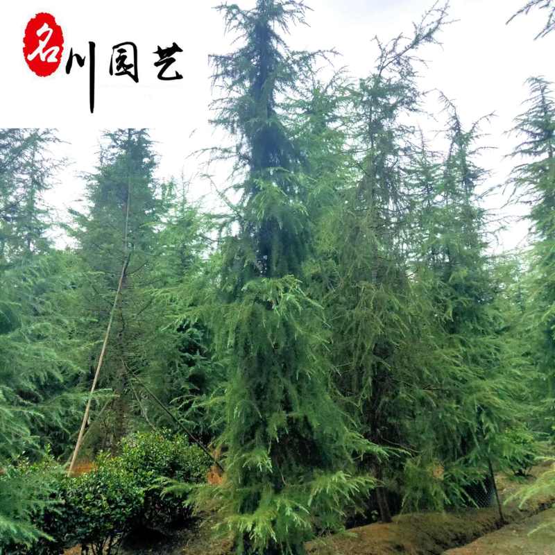低价处理雪松树宝塔松圣诞树四季常绿成都松树批发