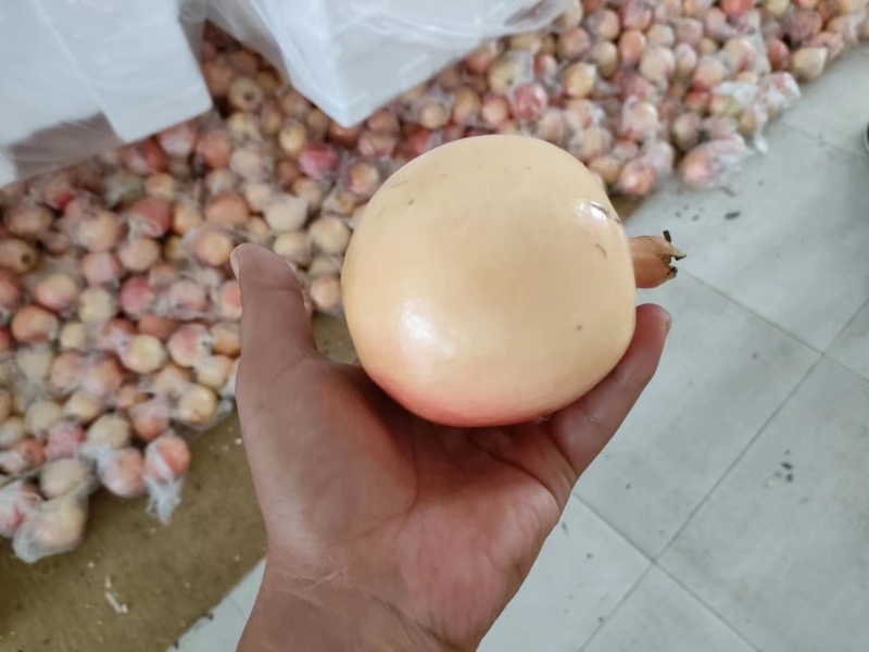 下架精品甜石榴大量上市甘甜多汁新鲜采摘欢迎来电咨询