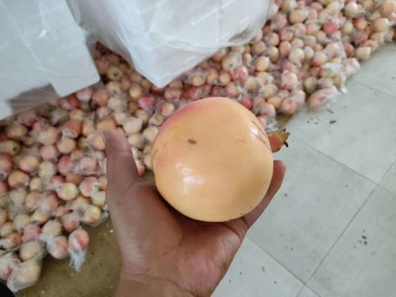 下架精品甜石榴大量上市甘甜多汁新鲜采摘欢迎来电咨询
