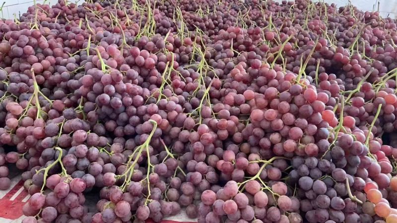 红提陕西渭南大荔红提大量上市产地直发代发全国