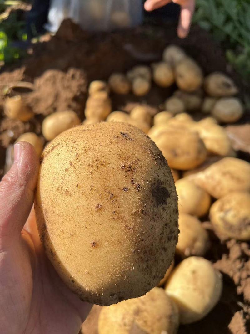 【226土豆】内蒙土豆黄心土豆优质沙地土豆产地直发