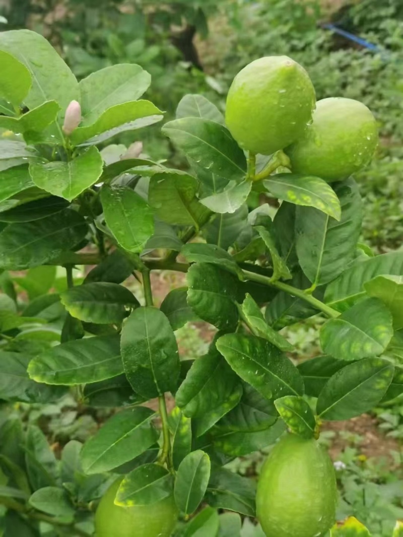 特早蜜橘，大量供应产地一手货源，全国代发欢迎来电