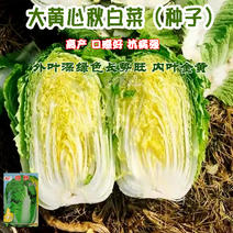黄心秋大白菜种子种籽孑菜种白莱四季秋季冬季籽种大白菜