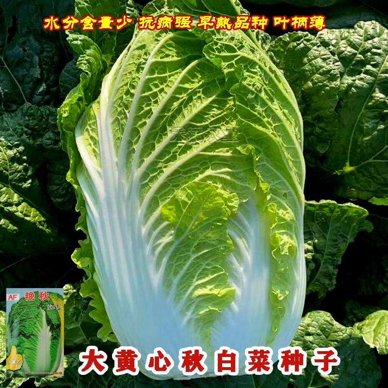 【原厂大包】四季上海青种子四季春季秋季油菜白菜种子蔬菜