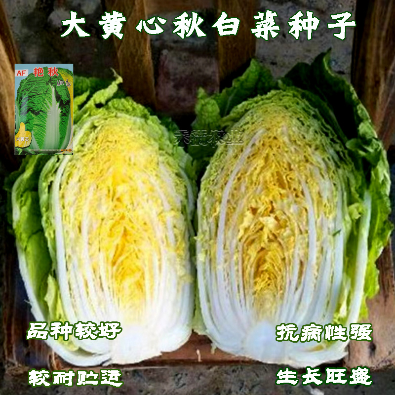【原厂大包】四季上海青种子四季春季秋季油菜白菜种子蔬菜