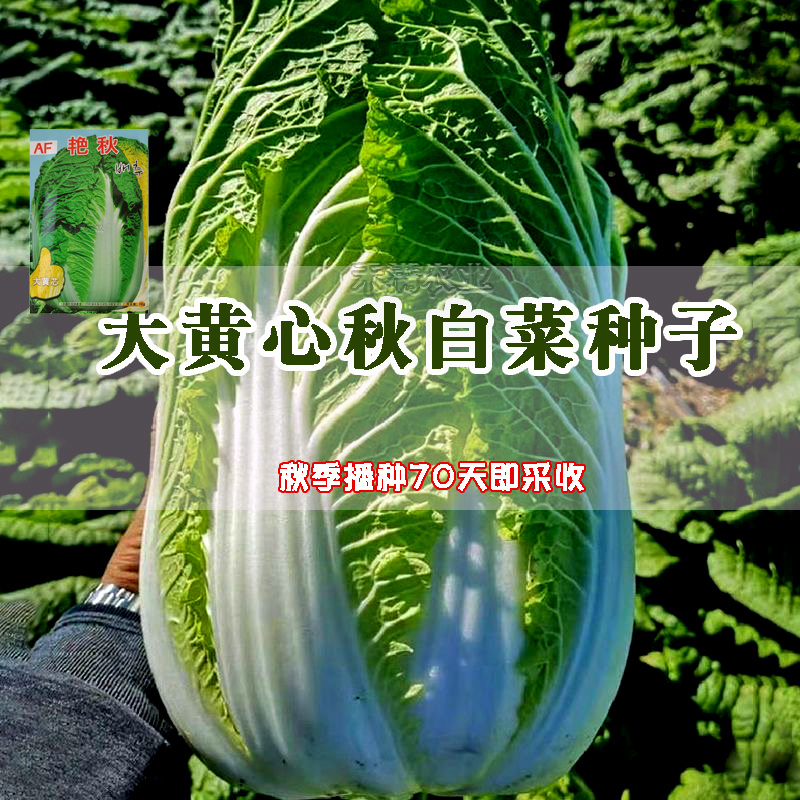 【原厂大包】四季上海青种子四季春季秋季油菜白菜种子蔬菜