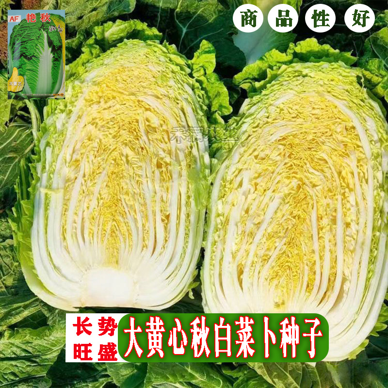 【原厂大包】四季上海青种子四季春季秋季油菜白菜种子蔬菜
