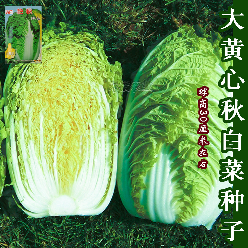 【原厂大包】四季上海青种子四季春季秋季油菜白菜种子蔬菜