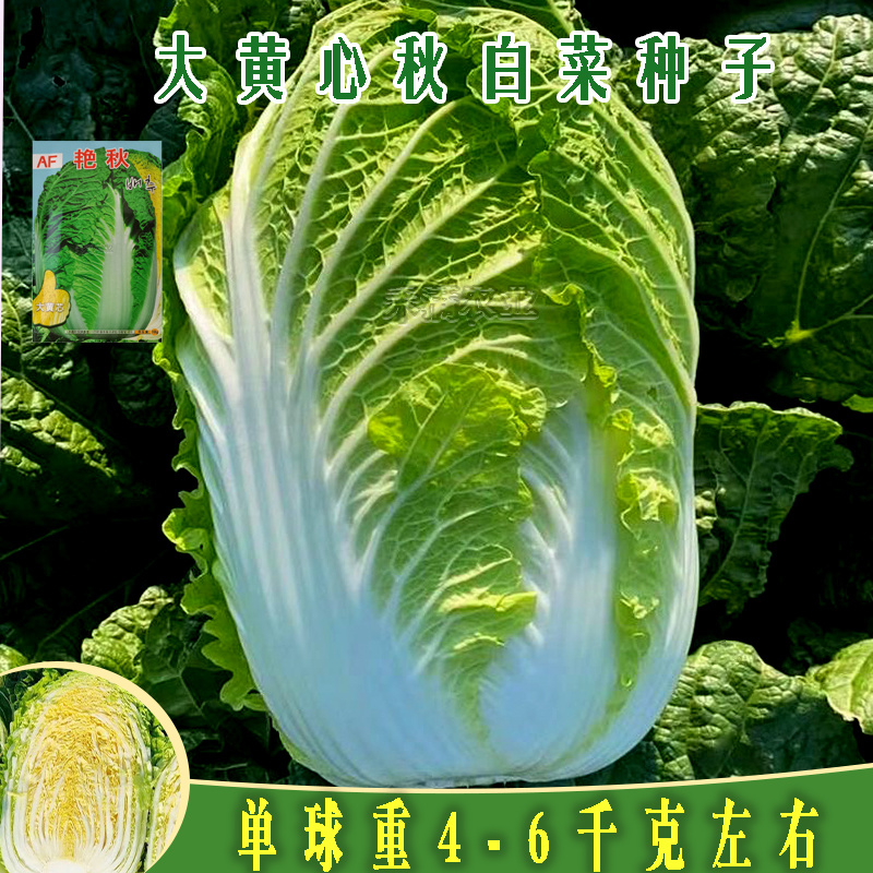 【原厂大包】四季上海青种子四季春季秋季油菜白菜种子蔬菜