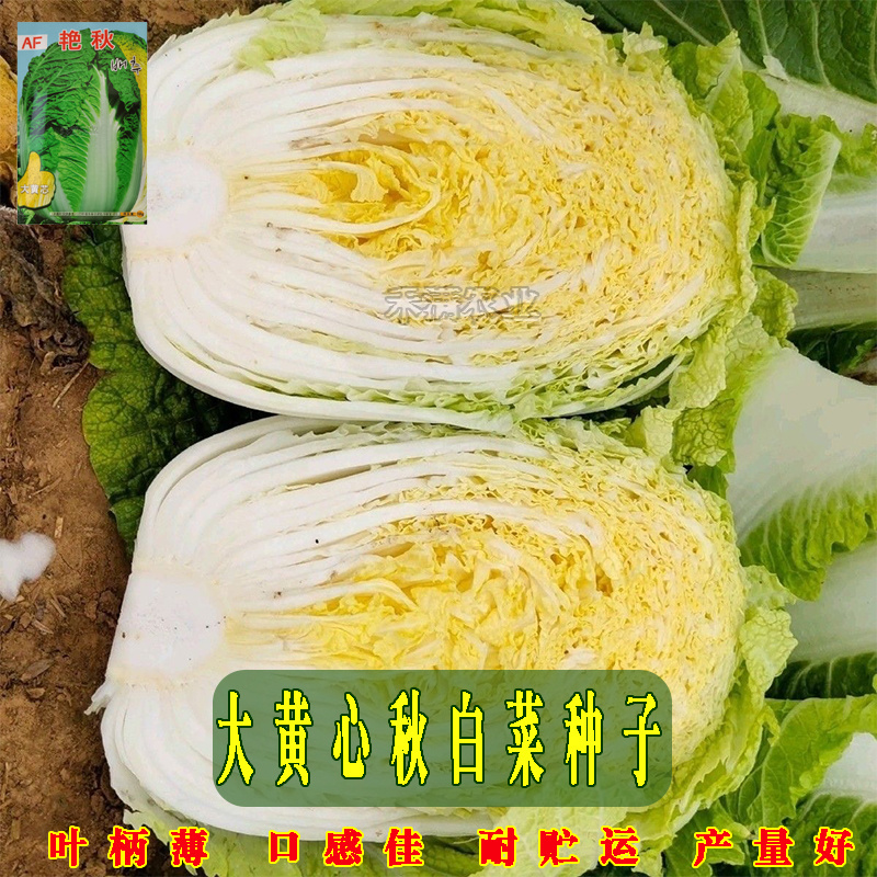【原厂大包】四季上海青种子四季春季秋季油菜白菜种子蔬菜