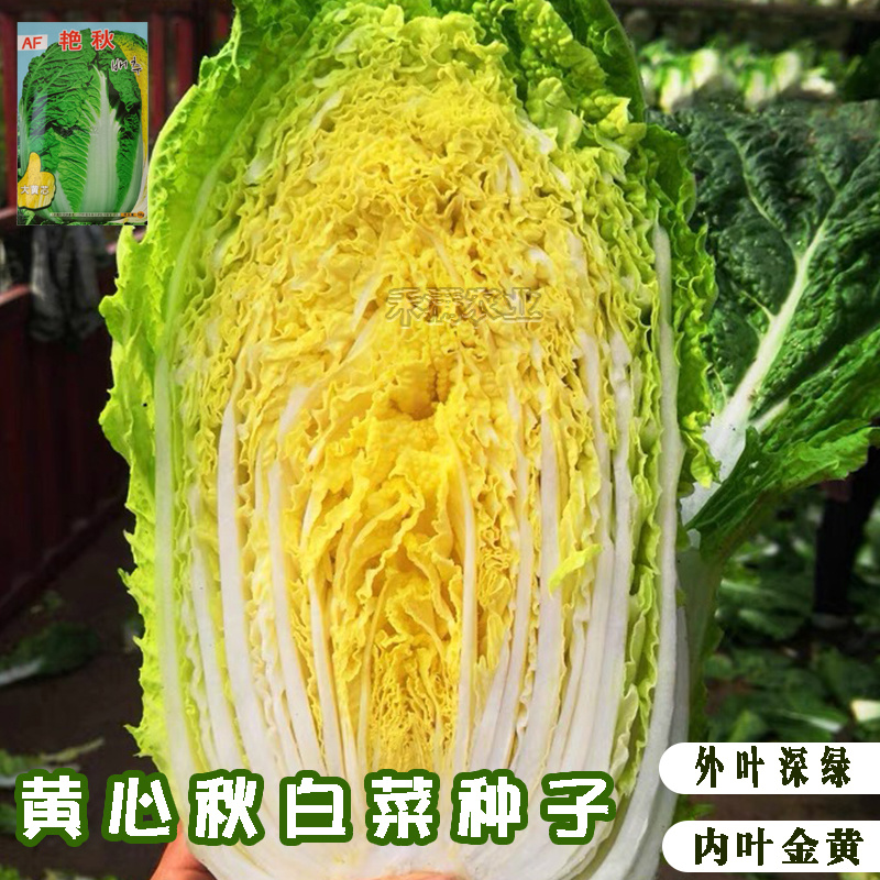 【原厂大包】四季上海青种子四季春季秋季油菜白菜种子蔬菜