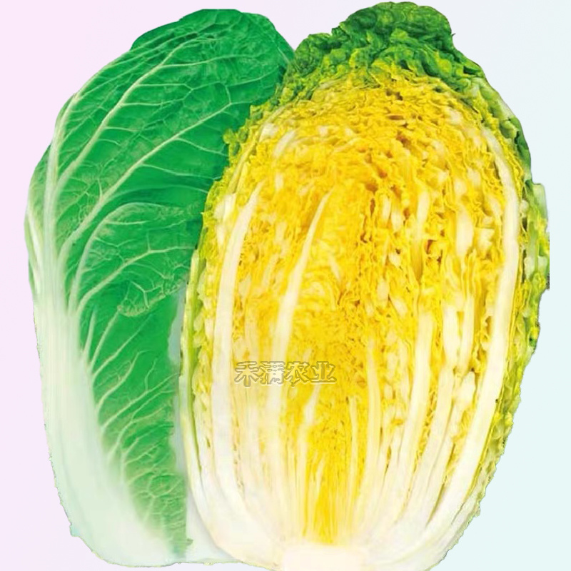 【原厂大包】四季上海青种子四季春季秋季油菜白菜种子蔬菜