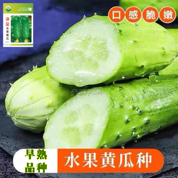 高产水果黄瓜种子四季水果黄瓜种籽旱黄瓜种孑旱黄瓜种子