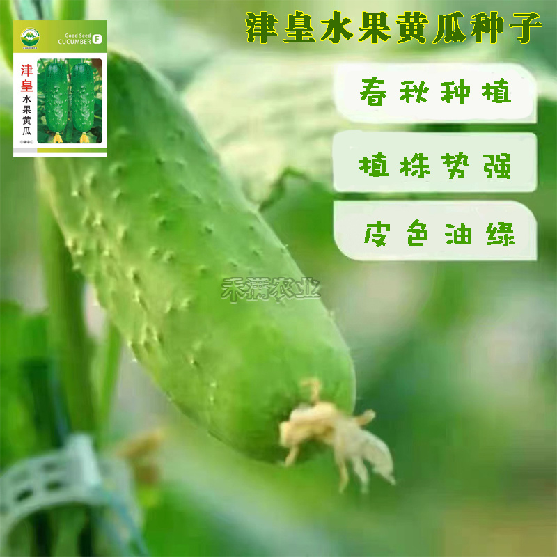 高产水果黄瓜种子四季水果黄瓜种籽旱黄瓜种孑旱黄瓜种子