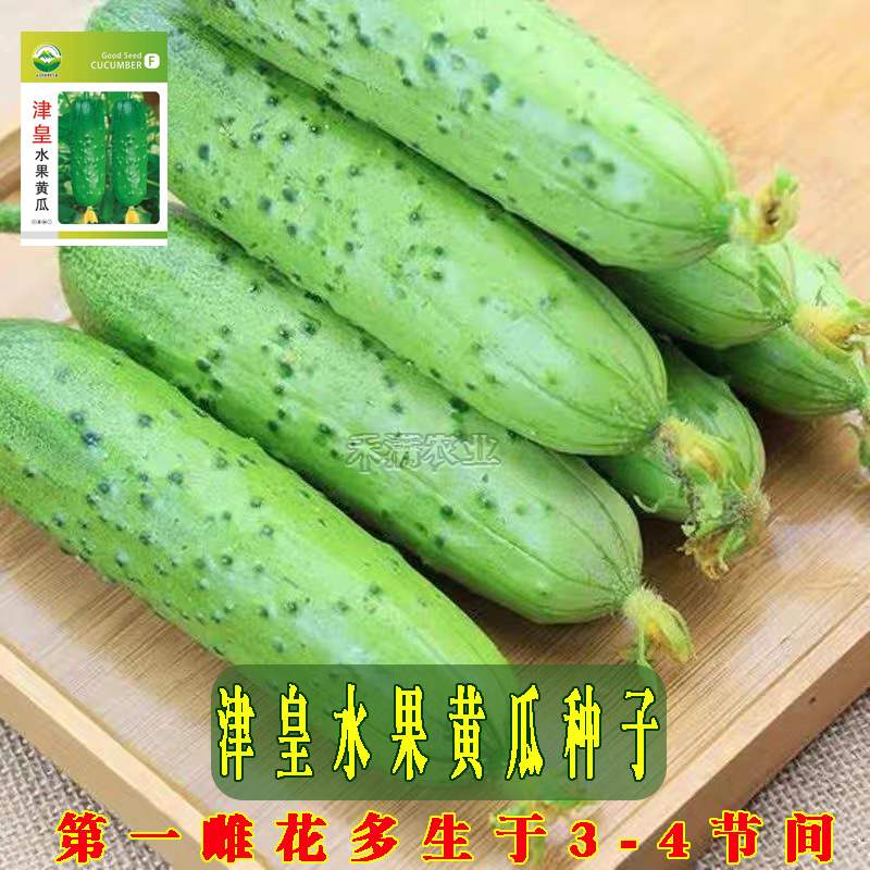 高产水果黄瓜种子四季水果黄瓜种籽旱黄瓜种孑旱黄瓜种子