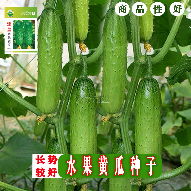 高产水果黄瓜种子四季水果黄瓜种籽旱黄瓜种孑旱黄瓜种子