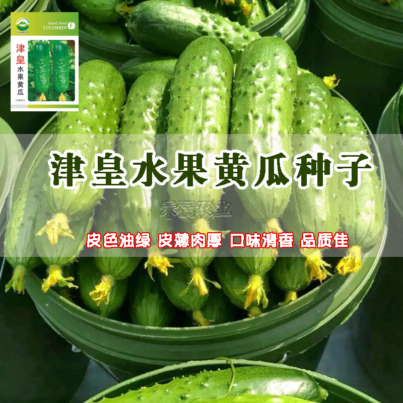 高产水果黄瓜种子四季水果黄瓜种籽旱黄瓜种孑旱黄瓜种子